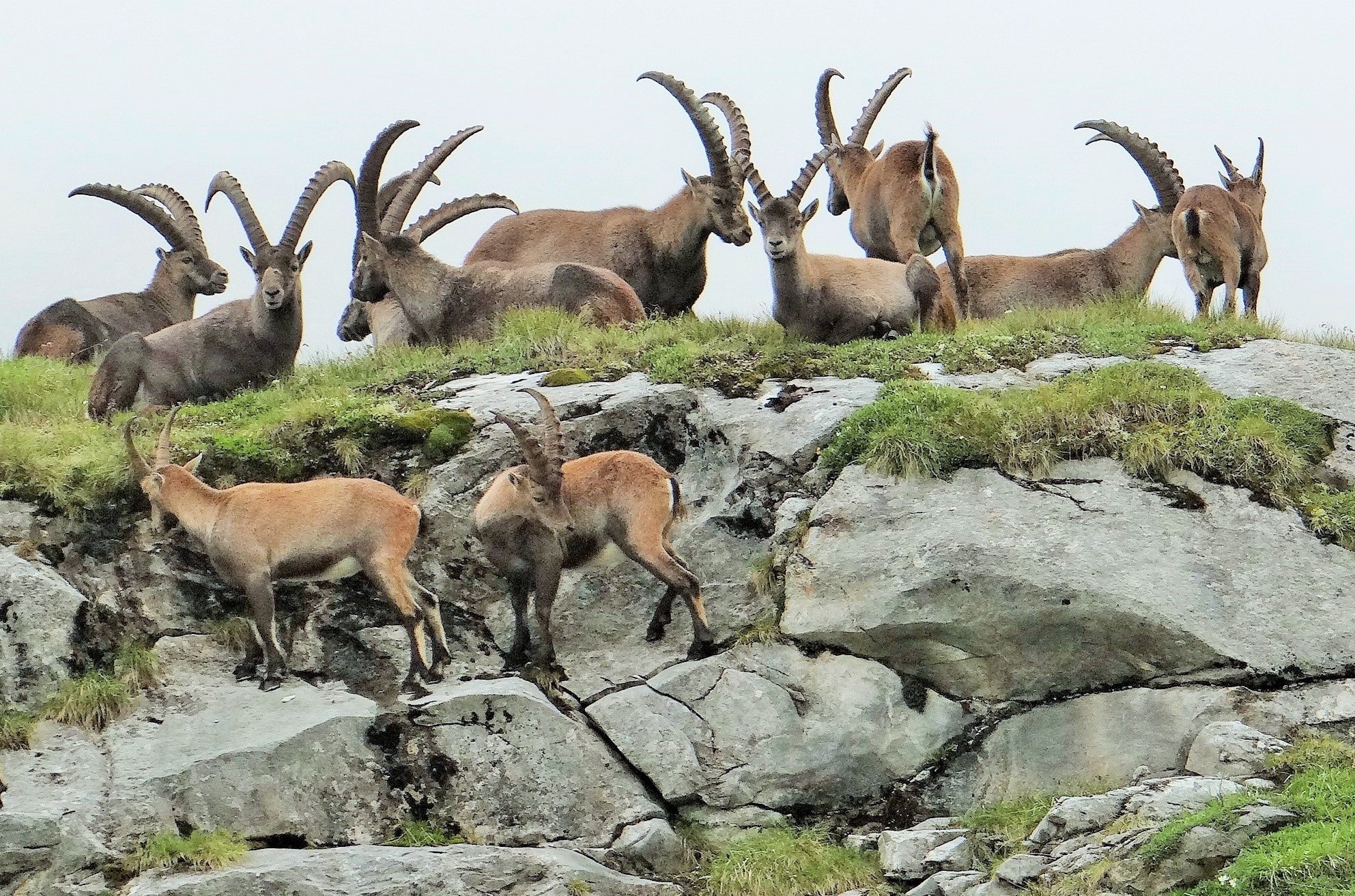 About Ibex, A Mountain Goat Adept At Climbing Walls