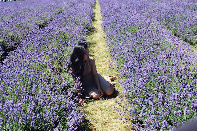 Mayfield lavendery farm