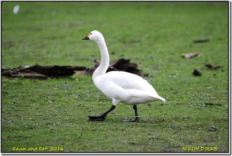 Slimbridge WWT - January