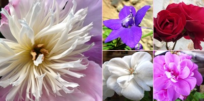 Ver Flores Casal São Simão
