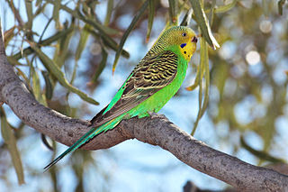 Foto burung Budgerigar