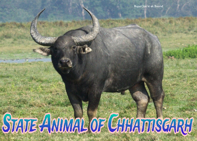 छत्तीसगढ़ का राज्य पशु "जंगली भैंसा" || State Animal of Chhattisgarh "Wild Buffalo"