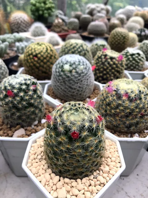 กระบองเพชร แมมขนนกเหลือง (Mammillaria schiedeana)