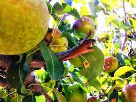 Kadınbudu pear tree and the fruit is juicy and delicious fruit in the medium in the official red and yellow pear