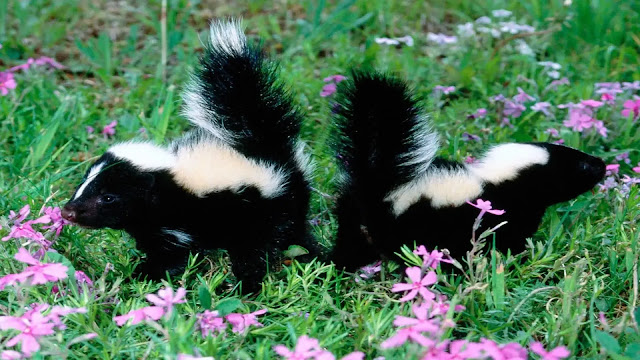 Skunk