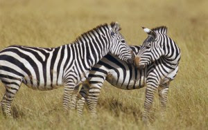 Berkelana ke Afrika lewat foto-foto indah....!!!