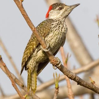 pico colidorado Campethera abingoni