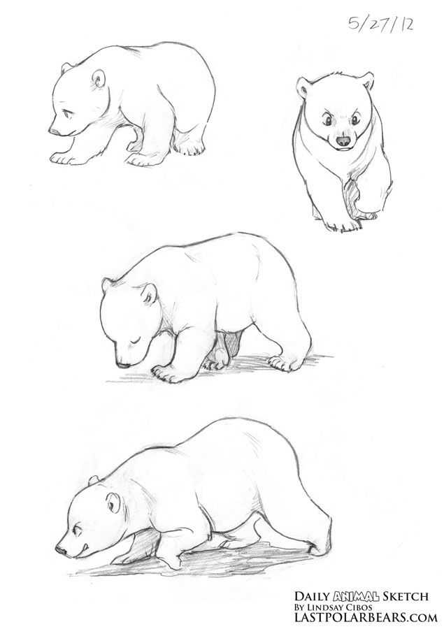 Lindsay Cibos' Art Blog: Daily Animal Sketch – Polar Bear cubs