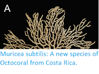 http://sciencythoughts.blogspot.co.uk/2017/02/muricea-subtilis-new-species-of.html