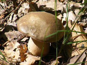 Edible Cep Boletus edulis.  Indre et Loire, France. Photographed by Susan Walter. Tour the Loire Valley with a classic car and a private guide.