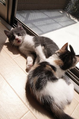 Scottish Fold Brother and Sister Cats Seen On www.coolpicturegallery.us