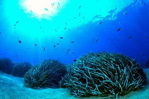 [Image: Posidonia_canali_intermatte.jpg]