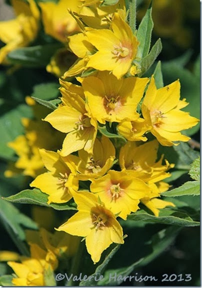 Yellow-Loosestrife