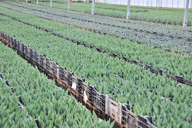 tulips growing in the greenhouse