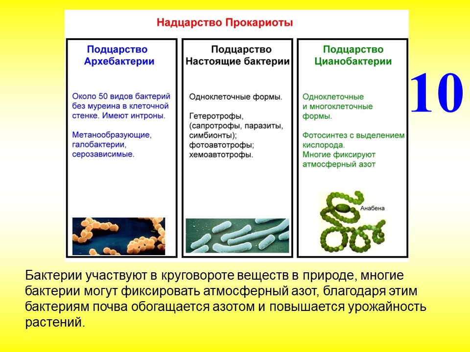 Эубактерии и архебактерии. Систематика царства бактерий. Классификация бактерий царство прокариоты. Классификация бактерий подцарства. Бактерии доядерные организмы презентация 7 класс биология