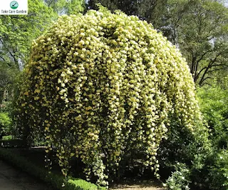 Rosa Banksiae Lutea: The Yellow Lady Banks Rose