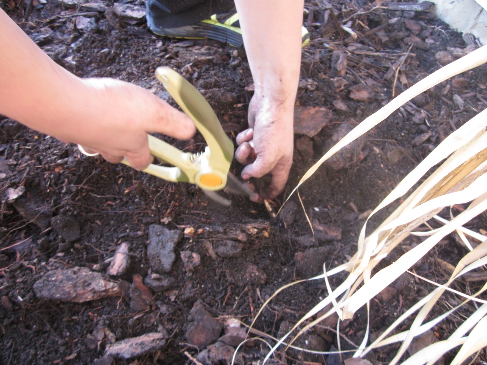 and stray marbles were recovered from the soil