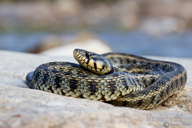 Streifenringelnatter - Natrix natrix persa