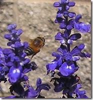 honey bee flying