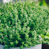 How to grow thyme at home 