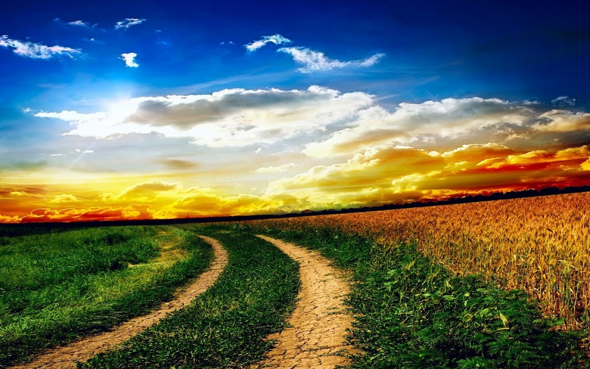 Nature Field Road Widescreen Wallpaper