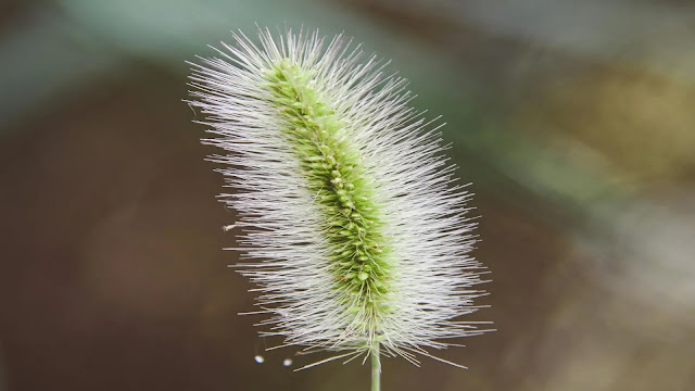 Cheatgrass