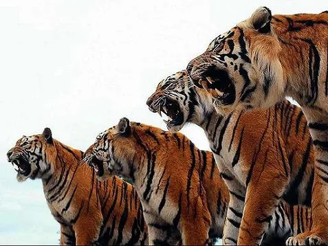 Los tigres no obedecen las leyes