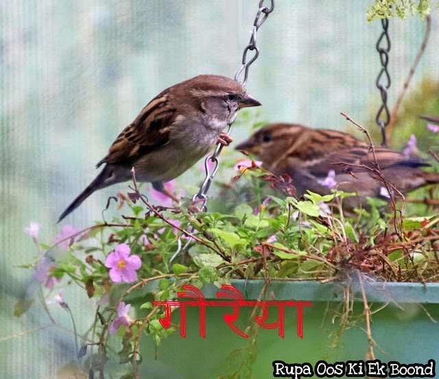 गौरैया (Gauraiya)/ Sparrow