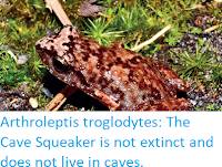 http://sciencythoughts.blogspot.co.uk/2018/01/arthroleptis-troglodytes-cave-squeaker.html