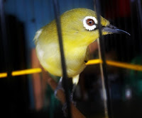 Pleci mata merah gacor ngerol panjang