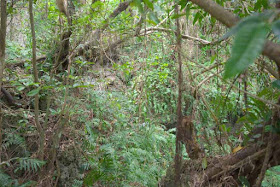 forest, nature, woods, vegetation, Okinawa