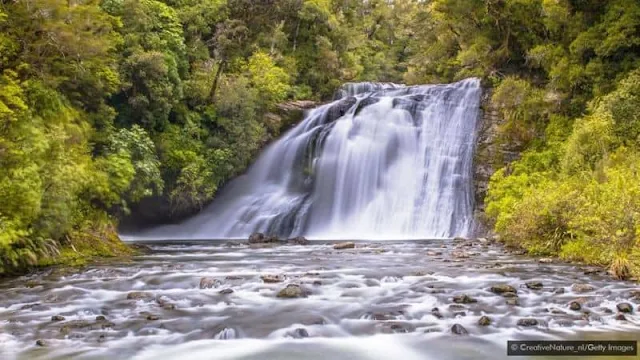 Khu rừng thiêng cô độc của New Zealand