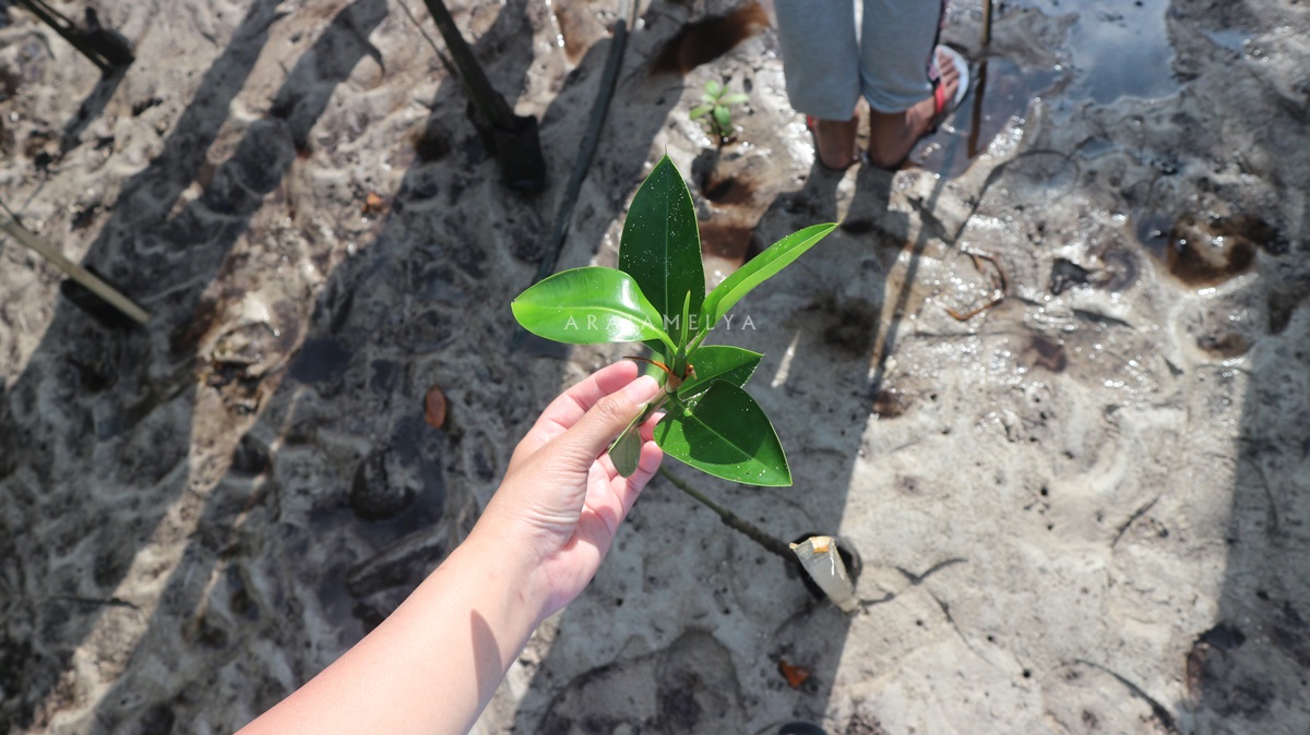 penanaman bakau di Bahoi