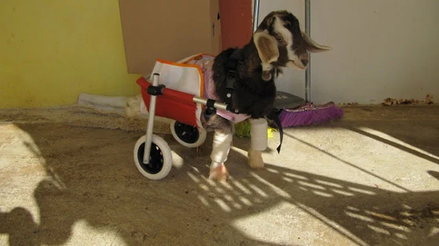 Με αναπηρικό αμαξίδιο το παράλυτο κατσικάκι που βρέθηκε πεταμένο σε κάδο σκουπιδιών στο Ναύπλιο (βίντεο)