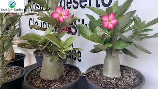 How to Care for Adenium arabicum (Desert Rose)