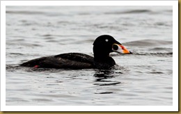 b Surf Scoter D7K_2331 August 06, 2011 NIKON D7000