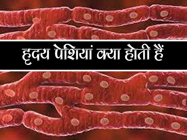 हृदयी पेशियाँ क्या होती हैं | Cardiac Muscles Details in Hindi