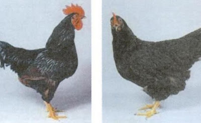 Ayam kelas Amerika (Rhode Island Red atau RIR)