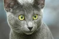 mata kucing russian blue berwarna kekuningan