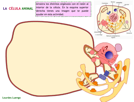 http://www.juntadeandalucia.es/averroes/manuales/canimal.swf