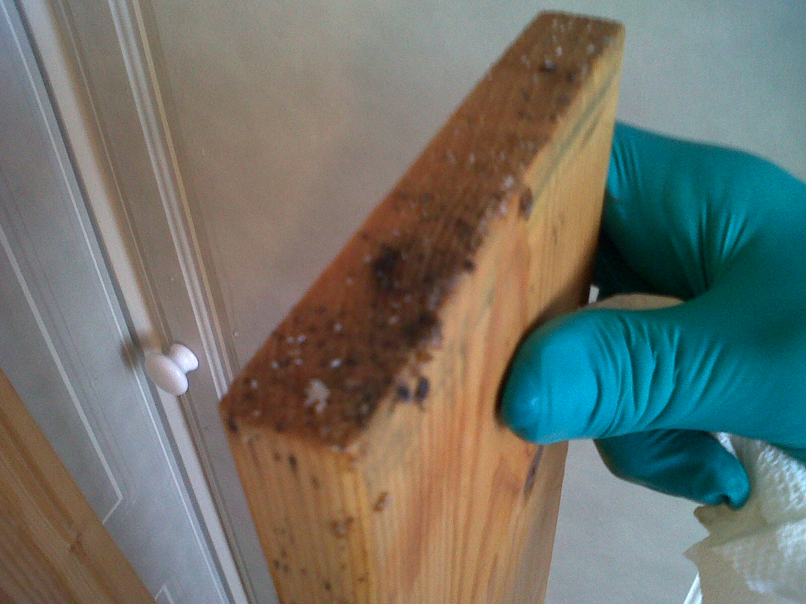 ... - Bed Bug Control London | Advice | Treatments | Help: Bed Bug Eggs