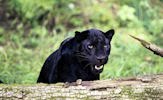 Animales - Fotografías de Panteras Negras - Felinos - Black Panthers