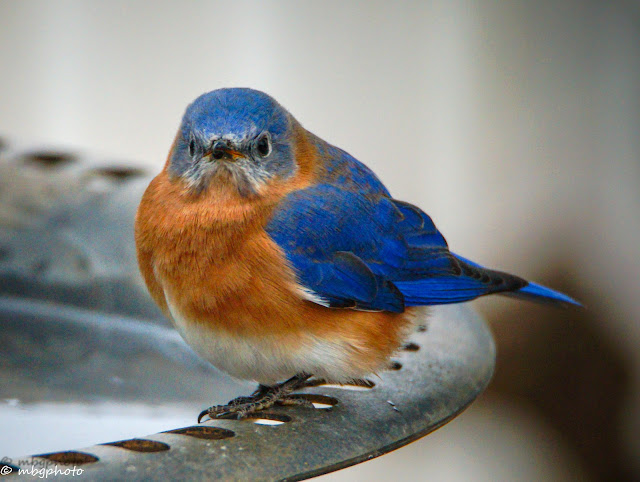 Bluebird sitting on a Birdbath