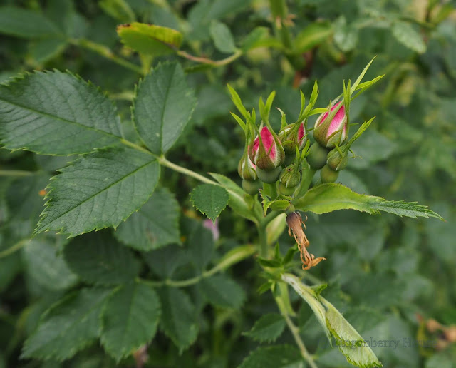 lingonberryhouse, toksinen positiivisuus, kukat, flowers