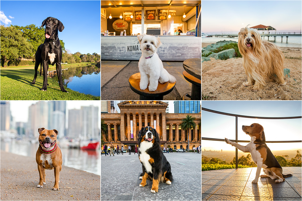 Tails of Brisbane graphy Book posite shot with six dogs