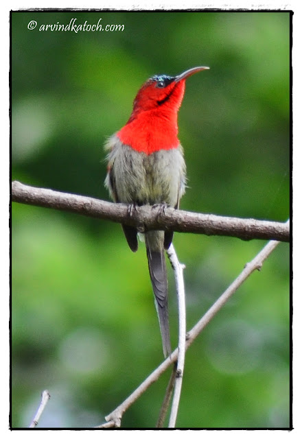 Crimson Sunbird, Sunbird 