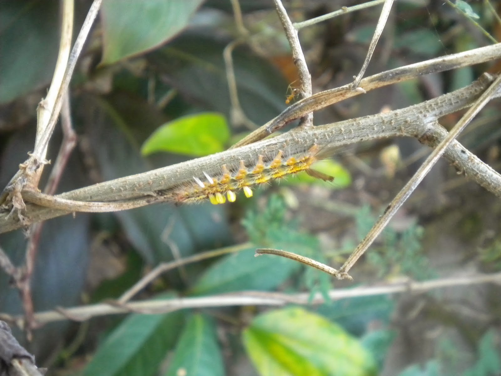 Flora dan Fauna Rumah Tangga di Halaman Rumah  Life 