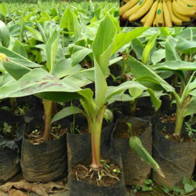 jual bibit buah pisang cavendish original kualitas baik bisa ditanam di kebun Tomohon