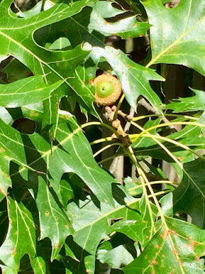 northern red oak leaves and acorn