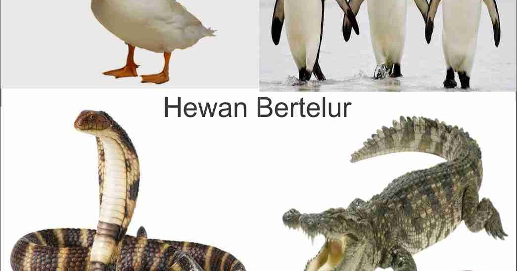 24 Hewan Bertelur Disertai Gambar BELAJAR... BISA.